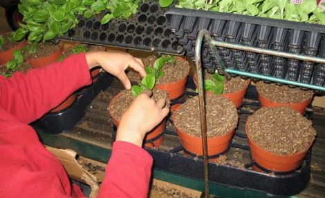 Scientists Develop Sustainable, Environmentally Friendly Potting Medium Image